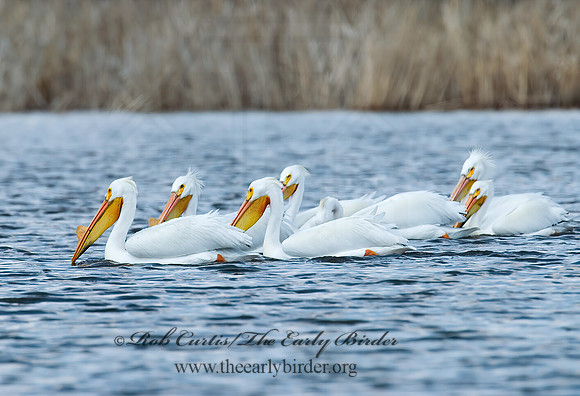 Pelecanus erythrorhynchos  AMERICAN WHITE PELICAN 7002041z
