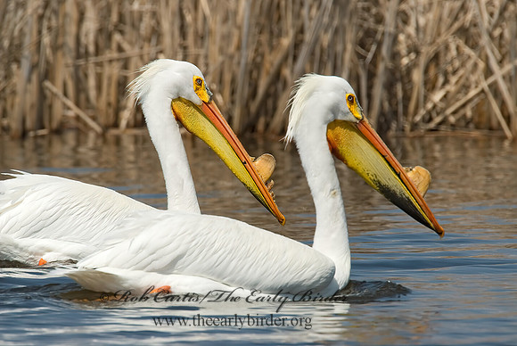 Pelecanus erythrorhynchos  AMERICAN WHITE PELICAN 7002059z