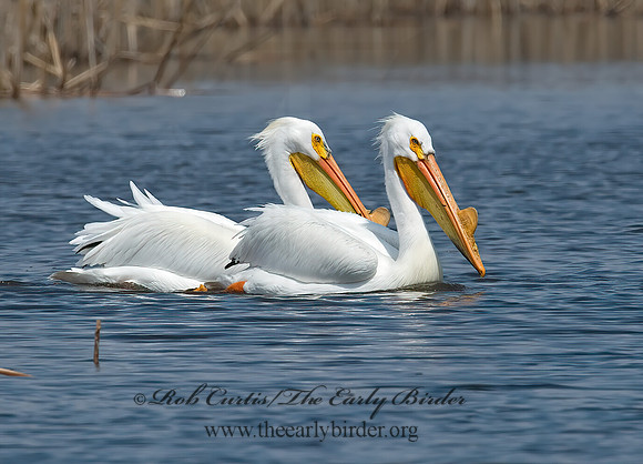 Pelecanus erythrorhynchos  AMERICAN WHITE PELICAN 7002061z