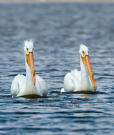 Pelecanus erythrorhynchos  AMERICAN WHITE PELICAN 7002074z