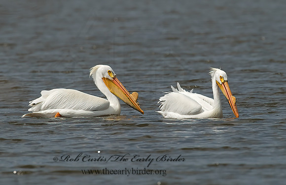 Pelecanus erythrorhynchos  AMERICAN WHITE PELICAN 7002135z