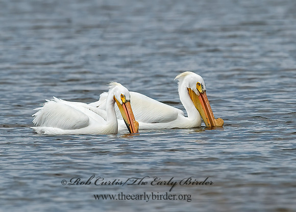 Pelecanus erythrorhynchos  AMERICAN WHITE PELICAN 7002137z
