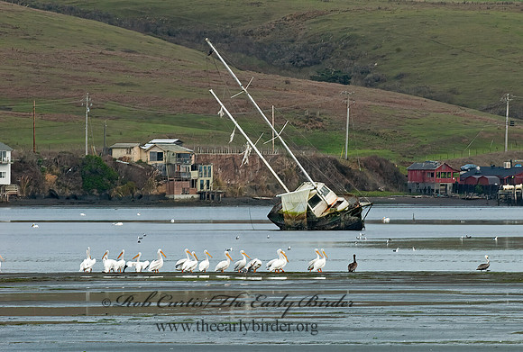 Pelecanus erythrorhynchos  AMERICAN WHITE PELICAN 7017472z