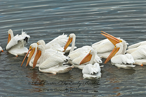 Pelecanus erythrorhynchos  AMERICAN WHITE PELICAN 7017474z