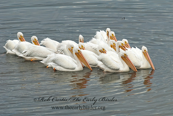 Pelecanus erythrorhynchos  AMERICAN WHITE PELICAN 7017475z