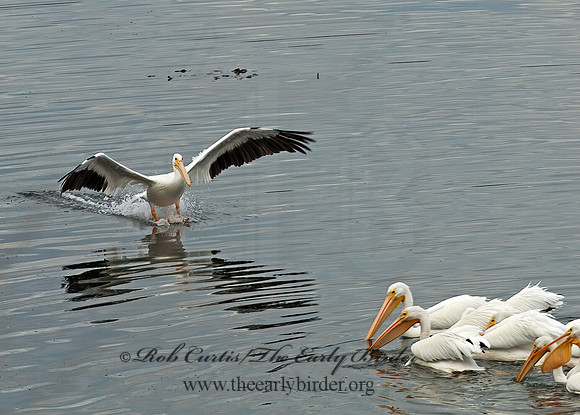 Pelecanus erythrorhynchos  AMERICAN WHITE PELICAN 7017478z
