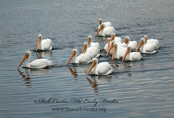 Pelecanus erythrorhynchos  AMERICAN WHITE PELICAN 7017495z