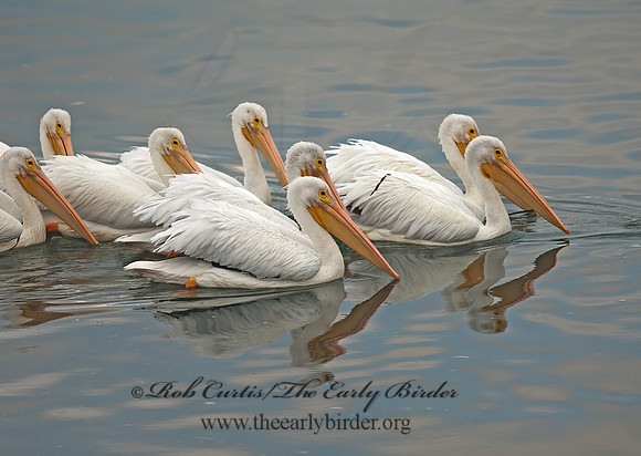 Pelecanus erythrorhynchos  AMERICAN WHITE PELICAN 7017500z