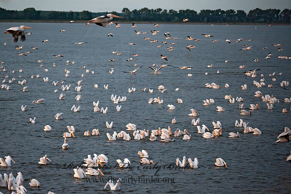 Pelecanus erythrorhynchos  AMERICAN WHITE PELICAN 8017453z