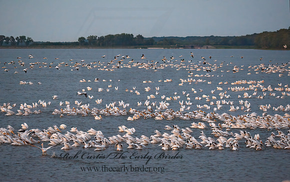 Pelecanus erythrorhynchos  AMERICAN WHITE PELICAN 8017455z