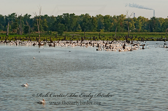 Pelecanus erythrorhynchos  AMERICAN WHITE PELICAN 8017541z