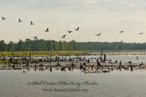 Pelecanus erythrorhynchos  AMERICAN WHITE PELICAN 8017552z