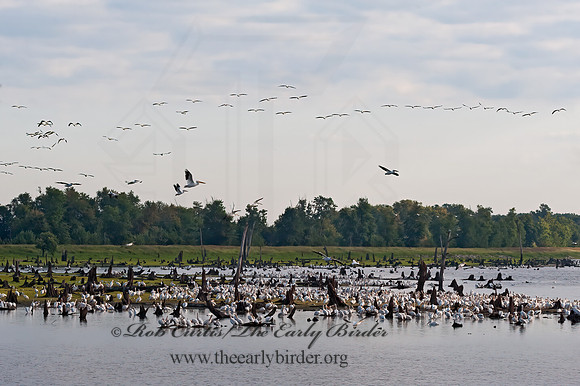 Pelecanus erythrorhynchos  AMERICAN WHITE PELICAN 8017570z