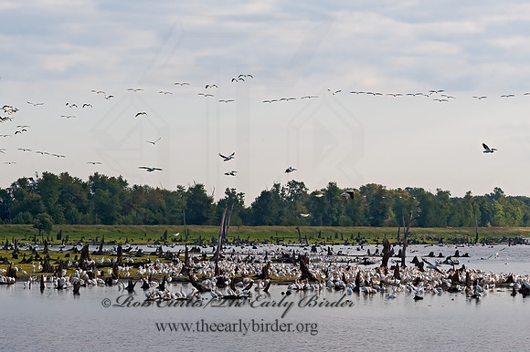 Pelecanus erythrorhynchos  AMERICAN WHITE PELICAN 8017573z