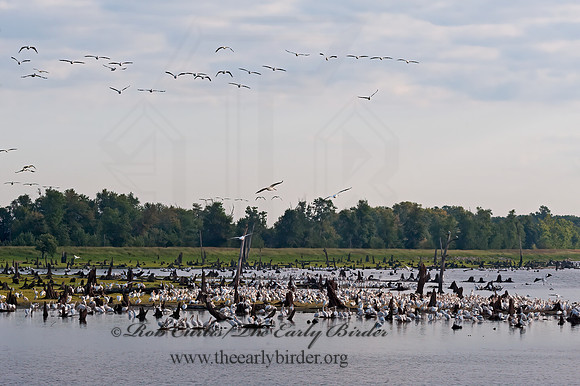 Pelecanus erythrorhynchos  AMERICAN WHITE PELICAN 8017577z