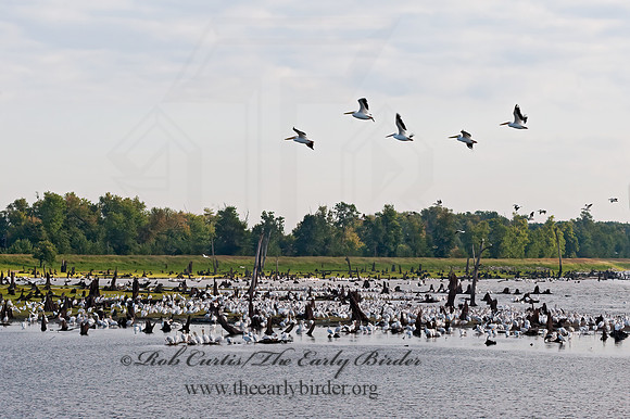 Pelecanus erythrorhynchos  AMERICAN WHITE PELICAN 8017587z