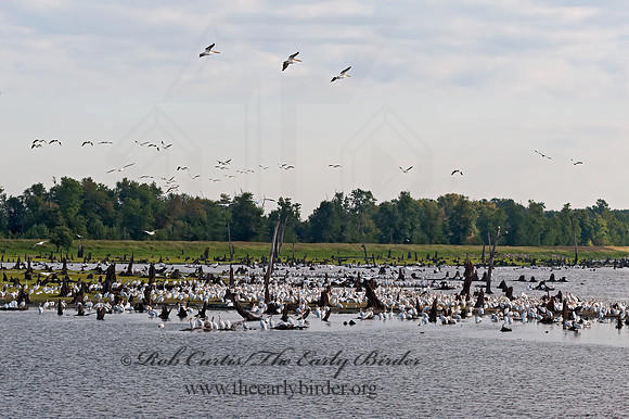 Pelecanus erythrorhynchos  AMERICAN WHITE PELICAN 8017595z