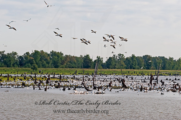 Pelecanus erythrorhynchos  AMERICAN WHITE PELICAN 8017614z