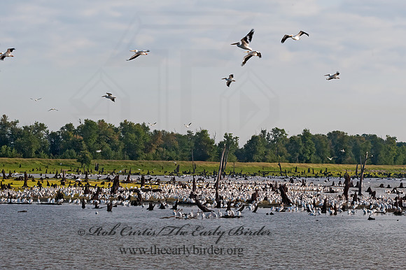 Pelecanus erythrorhynchos  AMERICAN WHITE PELICAN 8017620z