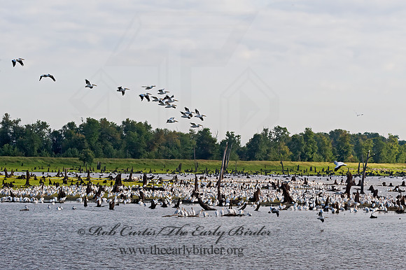 Pelecanus erythrorhynchos  AMERICAN WHITE PELICAN 8017626z