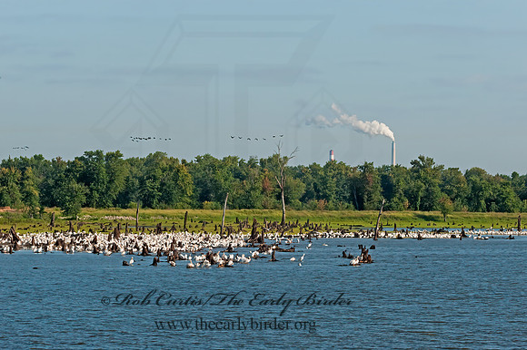 Pelecanus erythrorhynchos  AMERICAN WHITE PELICAN 8017661z
