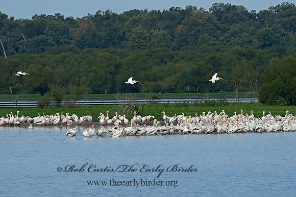 Pelecanus erythrorhynchos  AMERICAN WHITE PELICAN 9053215z