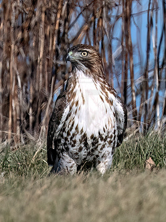 Buteo jamaicensis RED-TAILED HAWK 9092951z