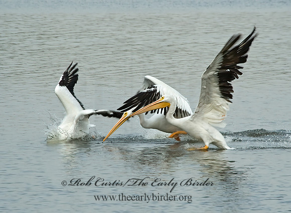 Pelecanus erythrorhynchos  AMERICAN WHITE PELICAN 5017003az