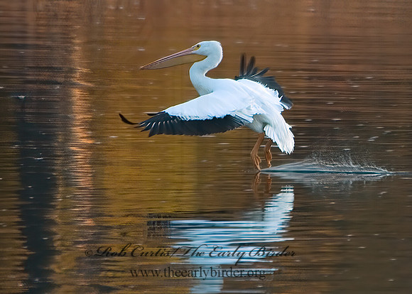 Pelecanus erythrorhynchos  AMERICAN WHITE PELICAN 5016940z