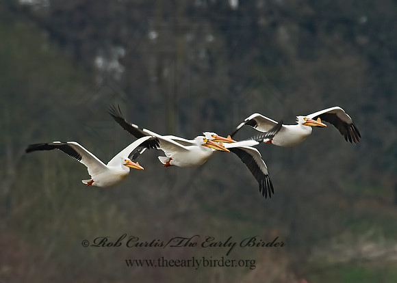 Pelecanus erythrorhynchos  AMERICAN WHITE PELICAN 6022165z