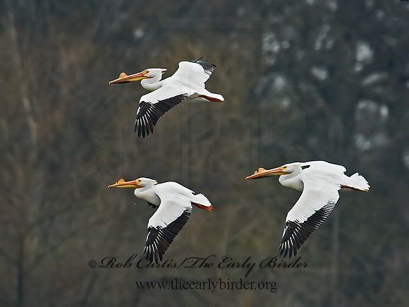 Pelecanus erythrorhynchos  AMERICAN WHITE PELICAN 6022155z