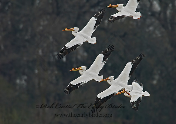 Pelecanus erythrorhynchos  AMERICAN WHITE PELICAN 6022169z