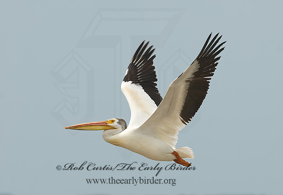 Pelecanus erythrorhynchos  AMERICAN WHITE PELICAN 6023042z