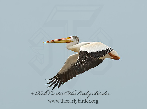 Pelecanus erythrorhynchos  AMERICAN WHITE PELICAN 6023048z