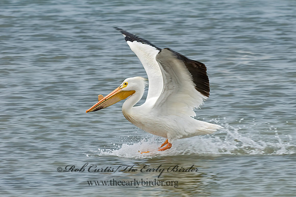 Pelecanus erythrorhynchos  AMERICAN WHITE PELICAN 6022992z
