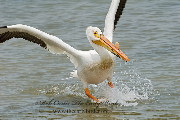 Pelecanus erythrorhynchos  AMERICAN WHITE PELICAN 6023011z