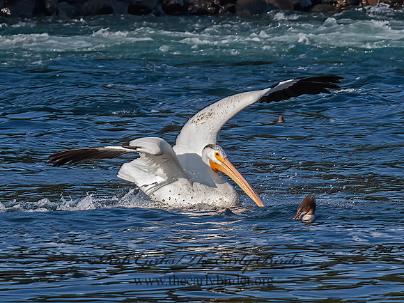Pelecanus erythrorhynchos  AMERICAN WHITE PELICAN 6036769z
