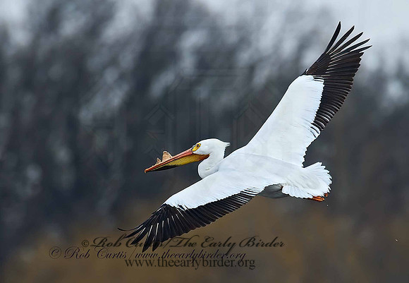 Pelecanus erythrorhynchos  AMERICAN WHITE PELICAN 7002068z