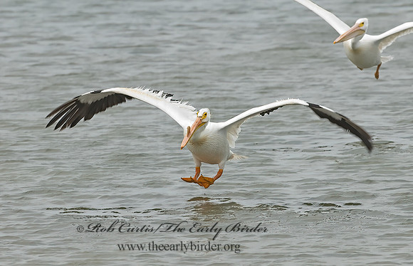 Pelecanus erythrorhynchos  AMERICAN WHITE PELICAN 6023057z