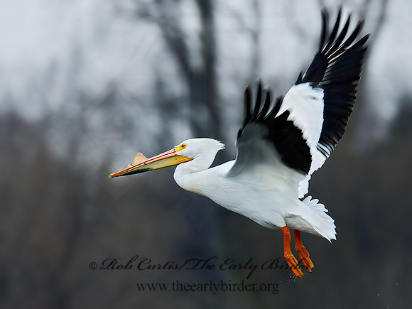 Pelecanus erythrorhynchos  AMERICAN WHITE PELICAN 7002064z