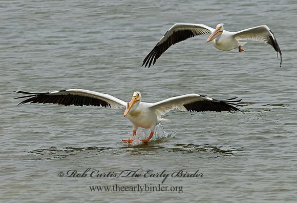 Pelecanus erythrorhynchos  AMERICAN WHITE PELICAN 6023058z