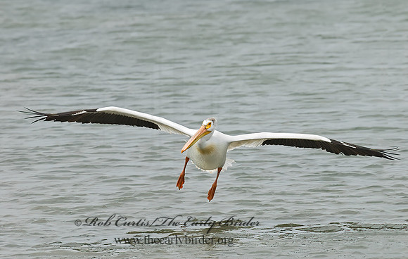 Pelecanus erythrorhynchos  AMERICAN WHITE PELICAN 6023060z