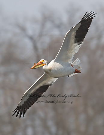 Pelecanus erythrorhynchos  AMERICAN WHITE PELICAN 7002072z