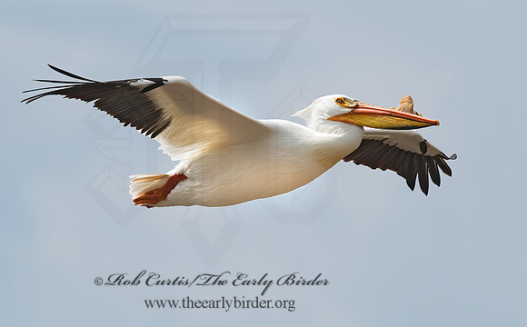 Pelecanus erythrorhynchos  AMERICAN WHITE PELICAN 7002129z
