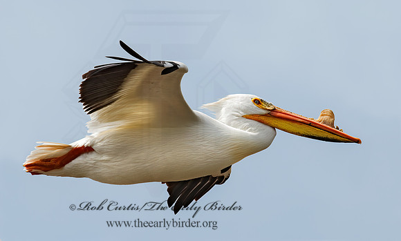 Pelecanus erythrorhynchos  AMERICAN WHITE PELICAN 7002133z