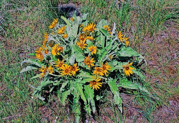 Balsamorhiza sagittata  ARROWLEAF BALSAMROOT 144201z