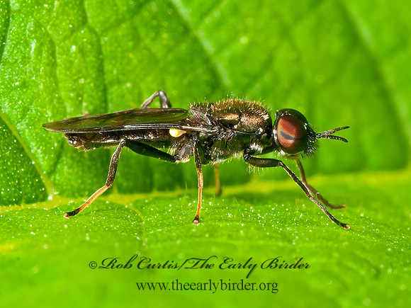 Myxosargus nigricormis  SOLDIER FLY 3016215z