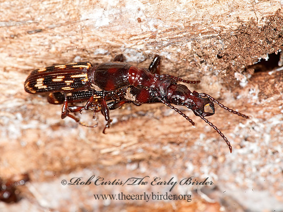 Arrhenodes minutus 8032941z
