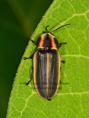 Pyractomena  FIREFLY 9032379z