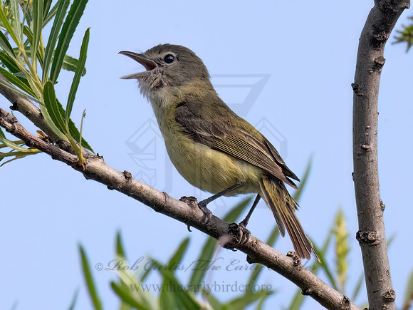 Vireo bellii  BELL'S VIREO 9078853z